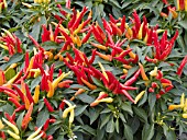 CAPSICUM ANNUUM CHILLY CHILI