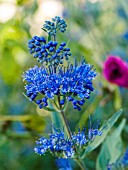 CARYOPTERIS BLACK KNIGHT