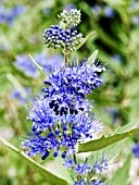 CARYOPTERIS CLANDONENSIS  (BLUE SPIREA) (BLUE MIST SHRUB)