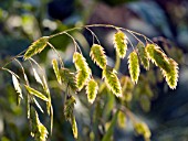 CHASMANTHIUM LATIFOLIUM (INDIAN WOOD OATS)  (NORTHERN SEA OATS)