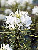 CLEOME HASSLERIANA WHITE