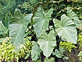 COLOCASIA ESCULENTA FONTANESII