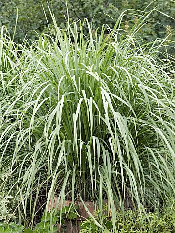 CYMBOPOGON_CITRATUS__LEMON_GRASS