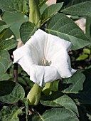 DATURA METEL