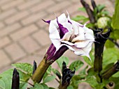 DATURA METEL BALLERINA PURPLE