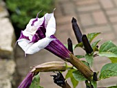 DATURA METEL BALLERINA PURPLE