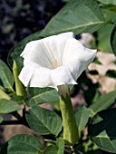 DATURA METEL (DEVILS TRUMPET)