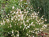 GAURA LINDHEIMERI