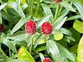 GOMPHRENA STRAWBERRY FIELDS