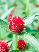 GOMPHRENA STRAWBERRY FIELDS