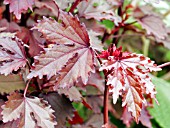 HIBISCUS ACETOSELLA MAPLE SUGAR