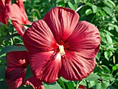 HIBISCUS MOSCHEUTOS RIO GRANDE