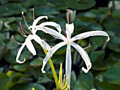 HYMENOCALLIS LIRIOSOME (SPRING SPIDERLILY)