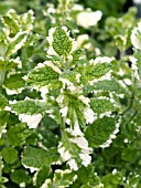 MENTHA SUAVEOLENS VARIEGATA