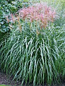 MISCANTHUS SINENSIS ROTSILBER