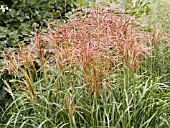 MISCANTHUS SINENSIS ROTSILBER