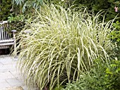 MISCANTHUS SINENSIS VARIEGATA