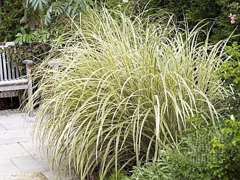 MISCANTHUS_SINENSIS_VARIEGATA