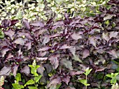 OCIMUM BASILICUM PURPLE RUFFLES