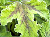 PELARGONIUM CHOCOLATE MINT