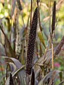 PENNISETUM GLAUCUM PURPLE MAJESTY