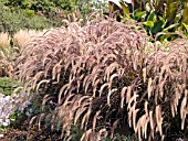 PENNISETUM SETACEUM RUBRUM WITH CANNAS TO REAR