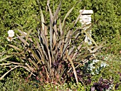 PHORMIUM DUSKY CHIEF