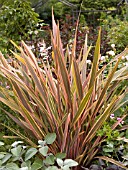 PHORMIUM MAORI SUNSET