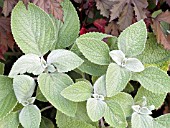 PLECTRANTHUS ARGENTATUS