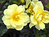 ROSA FLOWER CARPET YELLOW