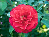 ROSA LAST TANGO