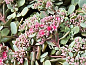 SEDUM CAUTICOLA LIDAKENSE