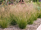 SPOROBOLUS HETEROLEPIS (PRAIRIE DROPSEED)