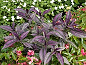 STROBILANTHES DYERIANUS (PERSIAN SHIELD)