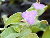 TRADESCANTIA SILLAMONTANA