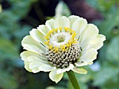 ZINNIA ELEGANS ENVY