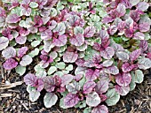 AJUGA BURGUNDY GLOW