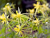 AQUILEGIA SWALLOWTAIL