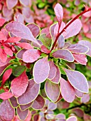 BERBERIS THUNBERGII GOLDEN RING