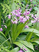 BLETILLA STRIATA (CHINESE GROUND ORCHID)