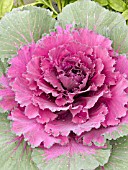 BRASSICA OLERACEA COLORUP PURPLE