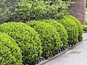 BUXUS GREEN GEM