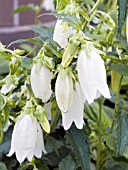 CAMPANULA PUNCTATA