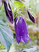 CAMPANULA SARASTRO