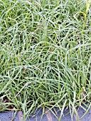 CAREX GLAUCA, (SYN. CAREX FLACCA) (BLUE SEDGE)