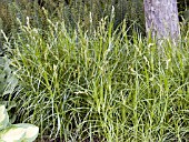 CAREX MUSKINGUMENSIS