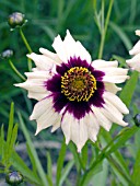 COREOPSIS AUTUMN BLUSH