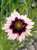 COREOPSIS AUTUMN BLUSH