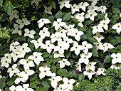 CORNUS KOUSA CHINENSIS