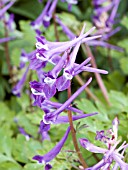 CORYDALIS BLACKBERRY WINE